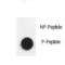 NPHS1 Adhesion Molecule, Nephrin antibody, LS-C163647, Lifespan Biosciences, Dot Blot image 