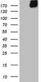 Microtubule Associated Serine/Threonine Kinase 2 antibody, LS-C794535, Lifespan Biosciences, Western Blot image 