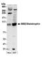 Mindbomb E3 Ubiquitin Protein Ligase 2 antibody, NB100-68224, Novus Biologicals, Western Blot image 