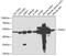 Enolase 2 antibody, 18-950, ProSci, Western Blot image 