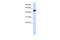 COP9 Signalosome Subunit 2 antibody, 28-027, ProSci, Enzyme Linked Immunosorbent Assay image 