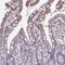 Centrosomal Protein 63 antibody, PA5-63530, Invitrogen Antibodies, Immunohistochemistry frozen image 