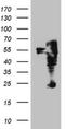 Inositol-tetrakisphosphate 1-kinase antibody, NBP2-45463, Novus Biologicals, Western Blot image 