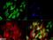 Zinc Finger E-Box Binding Homeobox 1 antibody, NBP2-23484, Novus Biologicals, Immunofluorescence image 