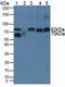Calpain 1 antibody, LS-C724765, Lifespan Biosciences, Western Blot image 
