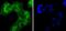 EGFR antibody, A00023Y1068-1, Boster Biological Technology, Immunocytochemistry image 