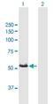 Cytochrome P450 Family 3 Subfamily A Member 7 antibody, H00001551-B01P, Novus Biologicals, Western Blot image 