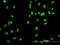 Minichromosome Maintenance Complex Component 2 antibody, LS-C197660, Lifespan Biosciences, Immunofluorescence image 
