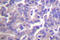 CALD1 antibody, LS-C176313, Lifespan Biosciences, Immunohistochemistry frozen image 