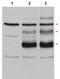 Transcriptional activator Myb antibody, AP09406PU-S, Origene, Western Blot image 