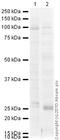 ATPase Na+/K+ Transporting Subunit Alpha 1 antibody, ab2872, Abcam, Western Blot image 