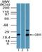 Chromobox 5 antibody, PA5-23357, Invitrogen Antibodies, Western Blot image 