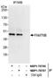 Family With Sequence Similarity 76 Member B antibody, NBP1-78756, Novus Biologicals, Immunoprecipitation image 