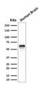 GPN-Loop GTPase 1 antibody, GTX17730, GeneTex, Western Blot image 