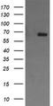 Endoglin antibody, TA506167AM, Origene, Western Blot image 