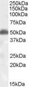 CD200 Receptor 1 antibody, LS-C55205, Lifespan Biosciences, Western Blot image 