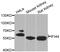 Interferon Induced Protein 44 antibody, PA5-76350, Invitrogen Antibodies, Western Blot image 