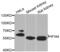 Interferon Induced Protein 44 antibody, PA5-76350, Invitrogen Antibodies, Western Blot image 