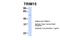 Tripartite motif-containing protein 15 antibody, 27-139, ProSci, Enzyme Linked Immunosorbent Assay image 