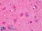 NEDD8 Ubiquitin Like Modifier antibody, LS-B4950, Lifespan Biosciences, Immunohistochemistry frozen image 