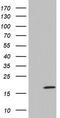 Interleukin 17B antibody, TA803299, Origene, Western Blot image 