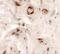 Uroplakin-1b antibody, NBP2-81768, Novus Biologicals, Immunohistochemistry paraffin image 