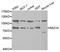 RAD18 E3 Ubiquitin Protein Ligase antibody, LS-C748484, Lifespan Biosciences, Western Blot image 