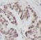 UBA1 antibody, FNab09161, FineTest, Immunohistochemistry frozen image 