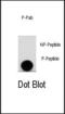 LEO1 Homolog, Paf1/RNA Polymerase II Complex Component antibody, PA5-13010, Invitrogen Antibodies, Dot Blot image 