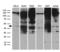 Histone Deacetylase 8 antibody, LS-C798714, Lifespan Biosciences, Western Blot image 
