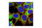 Eukaryotic Translation Initiation Factor 3 Subunit H antibody, 3413S, Cell Signaling Technology, Immunocytochemistry image 