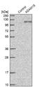 ADAM Metallopeptidase Domain 15 antibody, NBP1-82788, Novus Biologicals, Western Blot image 