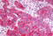 G Protein-Coupled Receptor 17 antibody, MBS243852, MyBioSource, Immunohistochemistry frozen image 