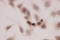 Glutathione Peroxidase 2 antibody, LS-C312955, Lifespan Biosciences, Immunohistochemistry frozen image 