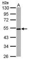 Cyclin A2 antibody, GTX103042, GeneTex, Western Blot image 