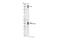 Autophagy And Beclin 1 Regulator 1 antibody, 24907S, Cell Signaling Technology, Western Blot image 