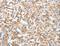 Ankyrin repeat and MYND domain-containing protein 2 antibody, LS-C401247, Lifespan Biosciences, Immunohistochemistry frozen image 