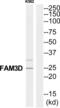 Family With Sequence Similarity 3 Member D antibody, abx015204, Abbexa, Western Blot image 