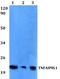 TNF Alpha Induced Protein 8 Like 1 antibody, PA5-75717, Invitrogen Antibodies, Western Blot image 