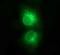 CD1c Molecule antibody, NBP2-46123, Novus Biologicals, Immunocytochemistry image 