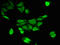 Tryptophan Hydroxylase 2 antibody, CSB-PA809000LA01HU, Cusabio, Immunofluorescence image 