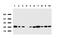 RNA Transcription, Translation And Transport Factor antibody, LS-C796908, Lifespan Biosciences, Western Blot image 