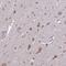 Neuroglobin antibody, NBP2-48769, Novus Biologicals, Immunohistochemistry frozen image 