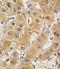 Apolipoprotein A5 antibody, LS-C100609, Lifespan Biosciences, Immunohistochemistry paraffin image 