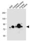 Lactotransferrin antibody, MBS9204289, MyBioSource, Western Blot image 