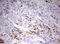 TIMELESS-interacting protein antibody, LS-C336758, Lifespan Biosciences, Immunohistochemistry paraffin image 