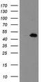 Aryl Hydrocarbon Receptor Interacting Protein Like 1 antibody, TA503693S, Origene, Western Blot image 