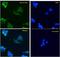 Actin Alpha 2, Smooth Muscle antibody, LS-B3933, Lifespan Biosciences, Immunofluorescence image 