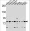 Discoidin, CUB And LCCL Domain Containing 2 antibody, LS-C167287, Lifespan Biosciences, Western Blot image 