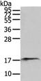 Sorting nexin-12 antibody, PA5-51303, Invitrogen Antibodies, Western Blot image 